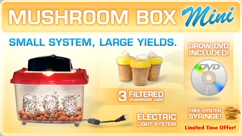 NEW: Mushroom Box Mini!