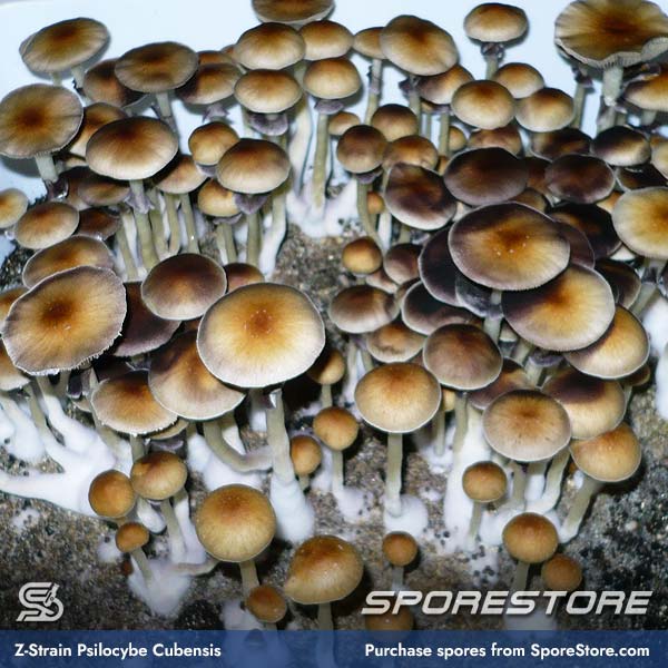 z-strain-magic-mushroom-spores-psilocybe-cubensis_spore-store_main_03.jpg